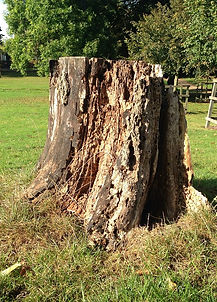 stump grinder tree removal