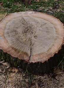 tree trimming stump removal rochester ny